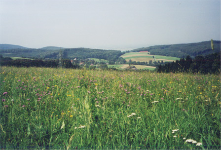 Wienerwald